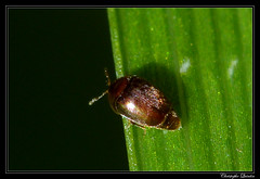 Coleoptera/Corylophidae