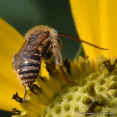 Melissodes trinodis, long-horned bee