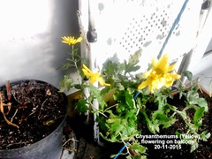 Chrysanthemums 2015 (1)
