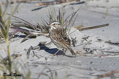 Savannah Sparrow KI 18
