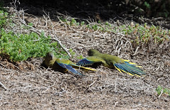 Birds of Western Australia