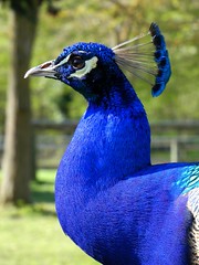 Paon bleu - Indian Peafowl