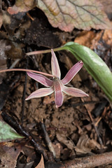Nine Times Preserve - pale Trout Lily