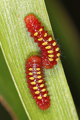 Butterfly Caterpillars and Host Plants