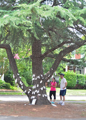 Wishing Tree, West Ghent, Virginia