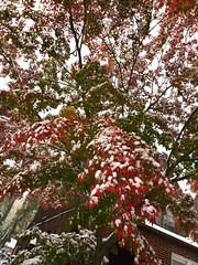 Fall Foliage In The Snow