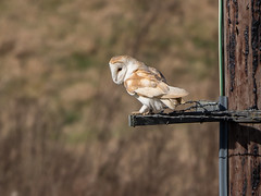 Barn Owl on telegraph pole
