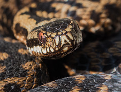 Adder face to face