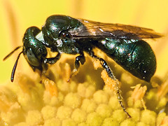 Small carpenter bee (genus Ceratina, subgenus Zadontomerus, species calcarata, dupla, or mikmaqi) on Sneezeweed (Helenium autumnale); Mount Rainier, PGC, Maryland; Aug 16, 2014