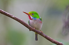 Wildlife and birding - Cuba - Feb 2019
