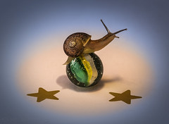 The Snail Whisperer