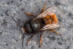 Insectes photographiés en 2019
