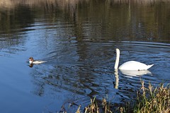The Goosander and the Swan...