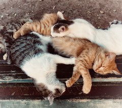 Cats Of Kotor