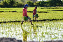 Rice paddies workers