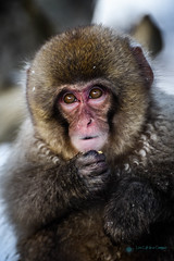 yudanaka, japan (Snow Monkey)