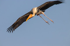 Stories: A Painted Stork lands