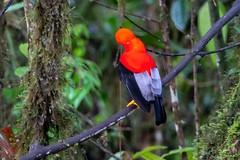 Ecuador Birding 2019