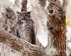 Brazos Bend 2019 Owl Nest