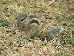 indian squirrel