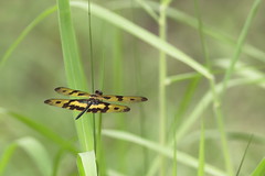 Dragonflies, Water Birds and Flower in Wetlands 