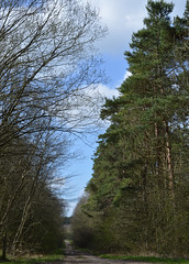 Cotgrave Forest