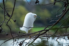 Snowy Egret in a natural frame