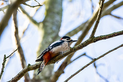 Woodpecker, Tit(Bird) and Buzzard