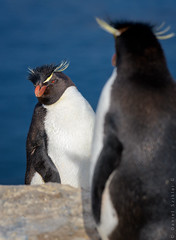 Pingüinos (sphenisciformes)