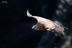 Grifo / Griffon Vulture (Gyps fulvus)