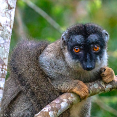 2018-19 Highlights of Madagascar ("G"9) A