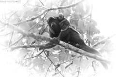 Primates (Peru)