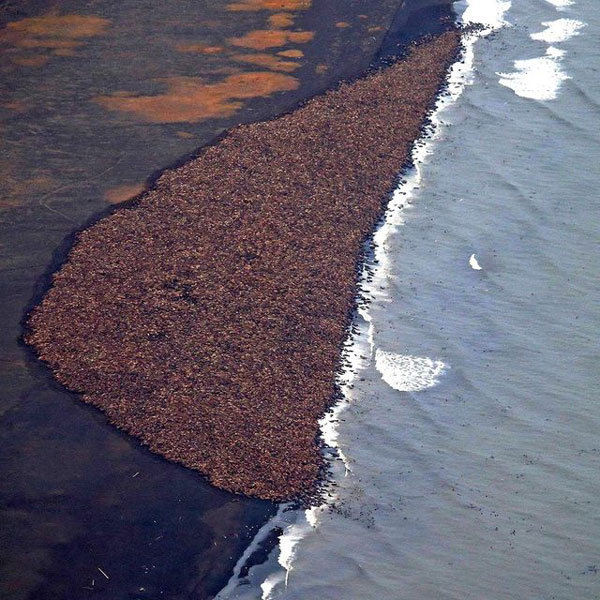 35,000 walruses gathered at the shore in Alaska