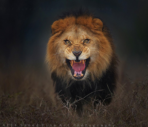 Atif Saeed Angry Lion Photography