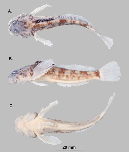 Top, side and bottom view of a male cedar sculpin. (Zachary Randall) Used with permission.