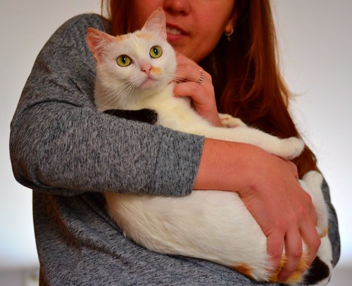 Michi, gatita tricolor muy blanca, una monadita nacida en Mayo´12 necesita hogar. Valencia. ADOPTADA. 13567766545_346e933377