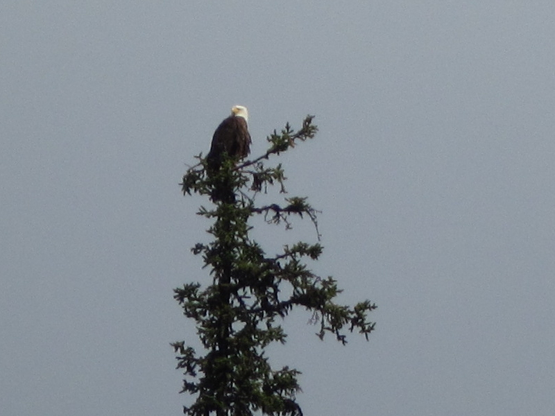 Bald Eagle perched on a pine tree near Luellen Lake