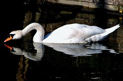 Swan on The Stroudwater Canal