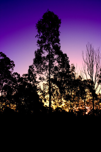 sunset tree silhouette yellow landscape outdoors twilight purple dusk australia canon10d queensland ipswich purplesunset