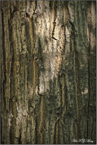 wood españa naturaleza tree nature canon andalucía spain madera textures granada árbol tronco espagne arbre texturas bois gettyimages tronc ogíjares