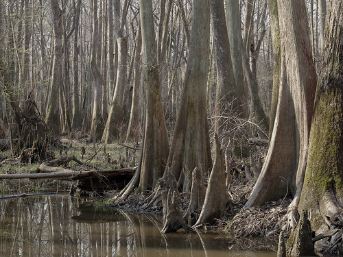 southcarolina swamp lowcountry largeformatphotography shenhao largeformatlandscape scanningback shenhao4x5