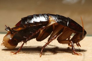 Cockroach - Schabe - Kakerlake