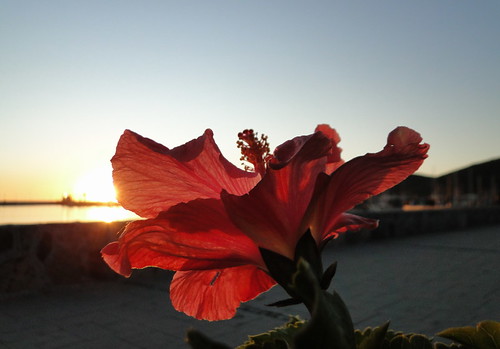 flowers sunset marina mexico bajacalifornia ensenada waterscapes marinadelabandera