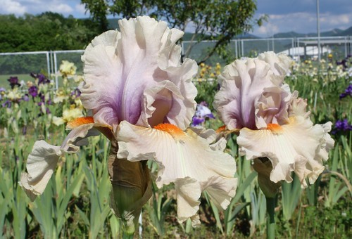 flowers iris blooms beardediris reversecolored pinkfactor