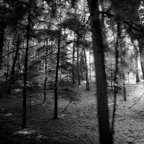 trees light shadow blackandwhite bw sunlight monochrome leaves forest dark square blackwhite woods nikon darkness branches dunes treetrunk dreamy dreamlike saugatuck explored d5000 noahbw