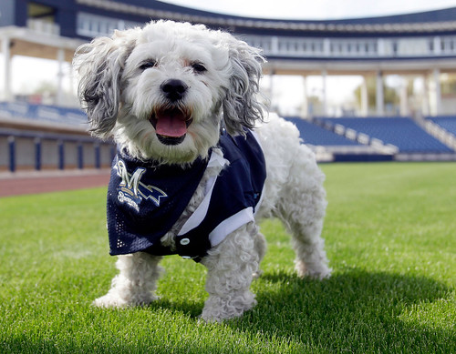 Hank The Dog Brewers Baseball Mascot