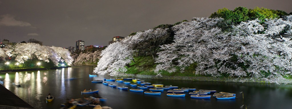 Chidorigafuchi Cheery Blossoms