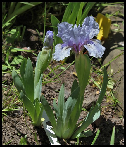 Iris nain St- Aubin- sur- mer  (2)