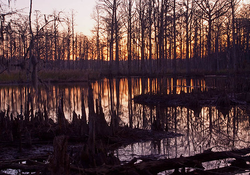 thanksgiving leland northcarolina swamp marsh brunswickcounty