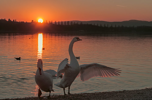 italy landscape lago nikon italia tramonto swans paesaggi varese animali paesaggio cigni 70300 d90 laghi tramo lagodivarese tramontoagavirate tramontoavarese